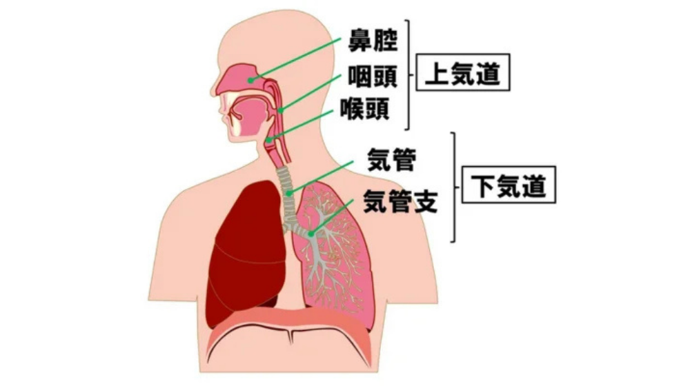 アレルギーが原因で起きる咳の特徴|効果のある薬や治し方を紹介