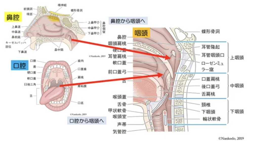 急性扁桃炎の症状や早く治す方法を解説｜急性咽頭炎との違いは？