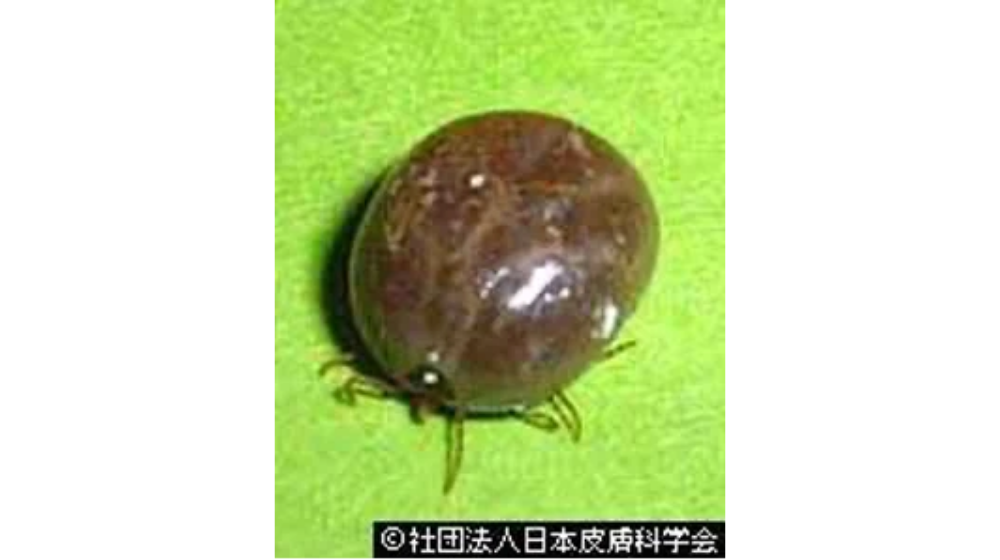 ダニ刺されで悩んでいる方へ!あせもとの違いについて解説!症状や治療についても