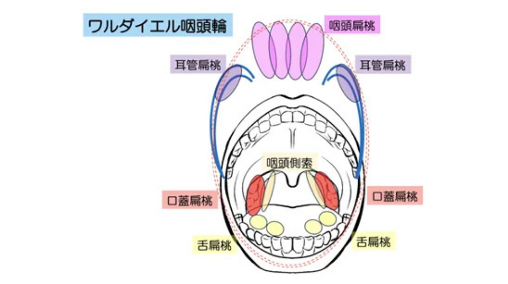 急性扁桃炎の症状や早く治す方法を解説｜急性咽頭炎との違いは？