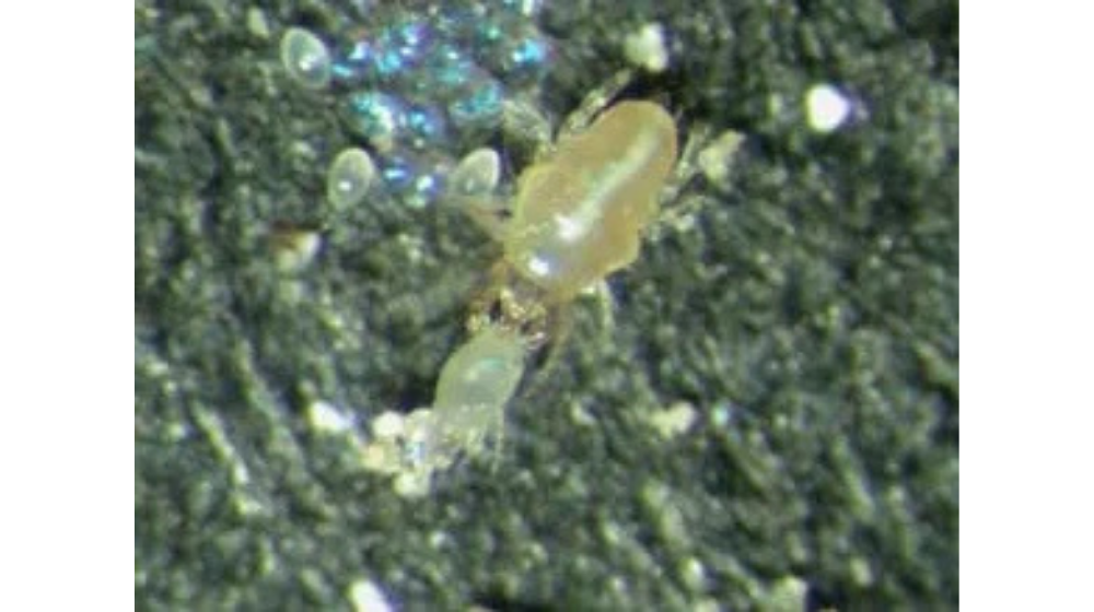 ダニ刺されで悩んでいる方へ!あせもとの違いについて解説!症状や治療についても