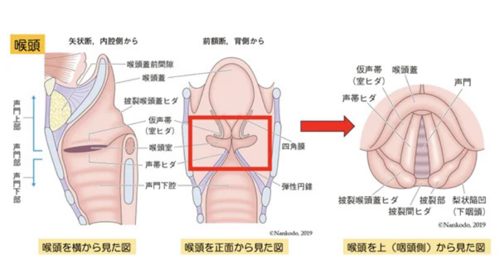 急性扁桃炎の症状や早く治す方法を解説｜急性咽頭炎との違いは？