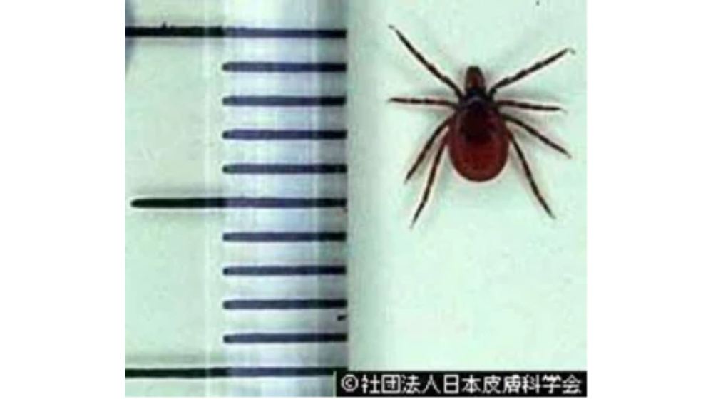 ダニ刺されで悩んでいる方へ!あせもとの違いについて解説!症状や治療についても