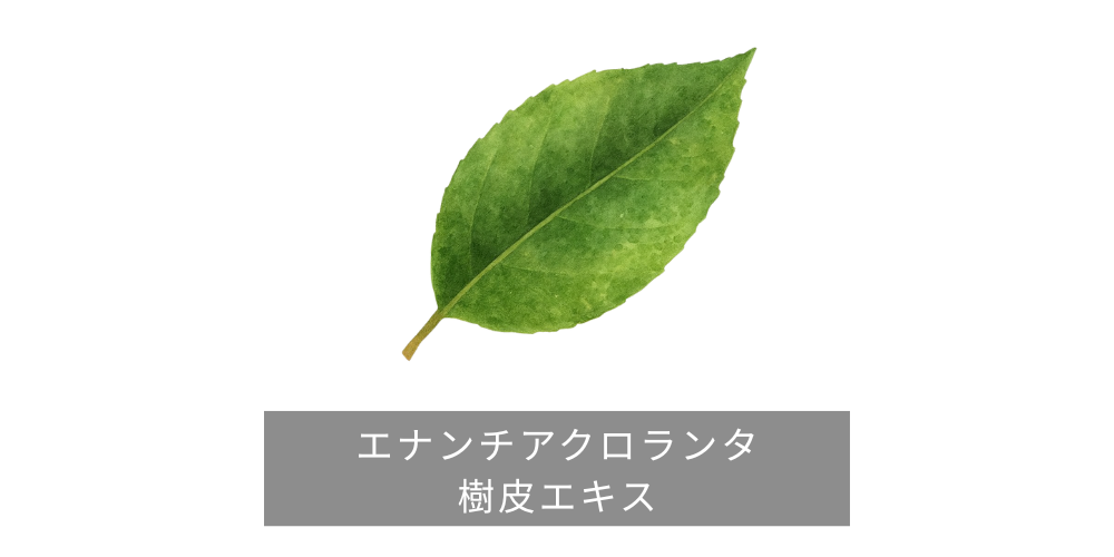 エナンチアクロランタ樹皮エキス