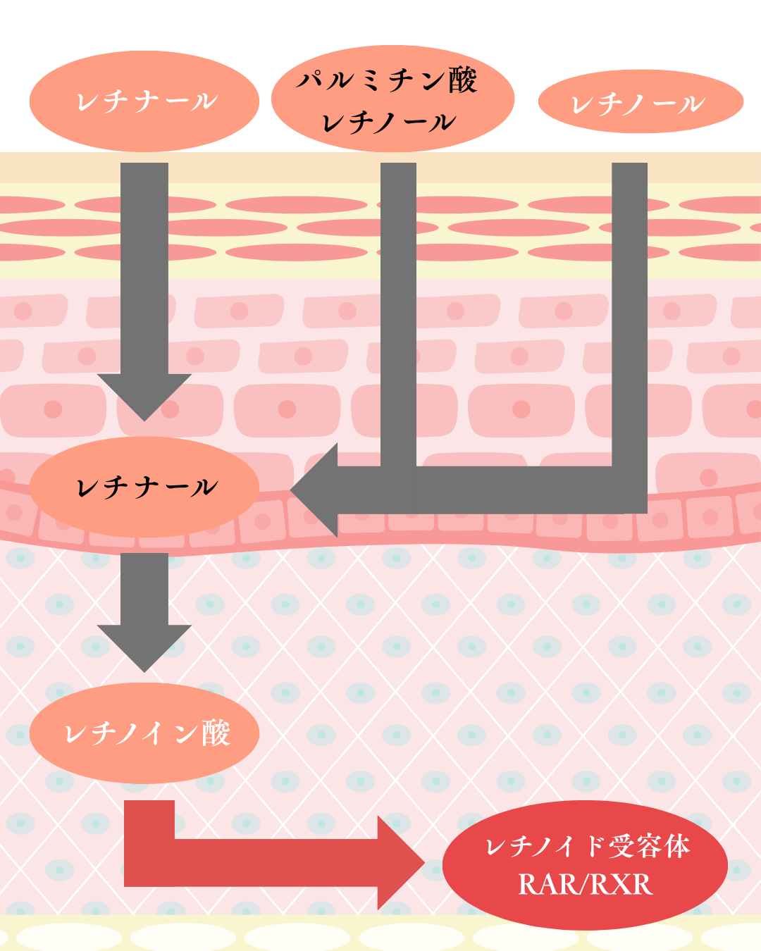 スキンセラム特徴画像