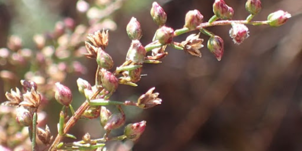 カワラヨモギ花エキス