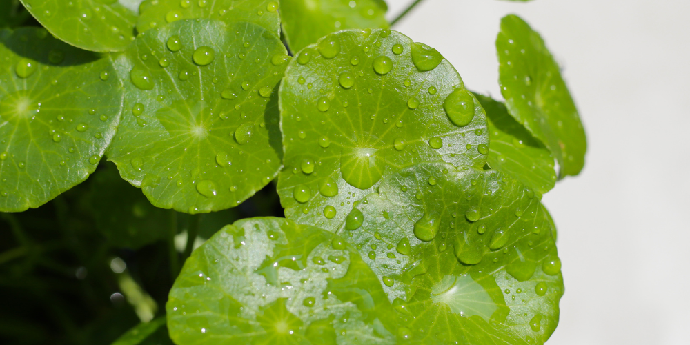 ツボクサ葉エキス（CICA）