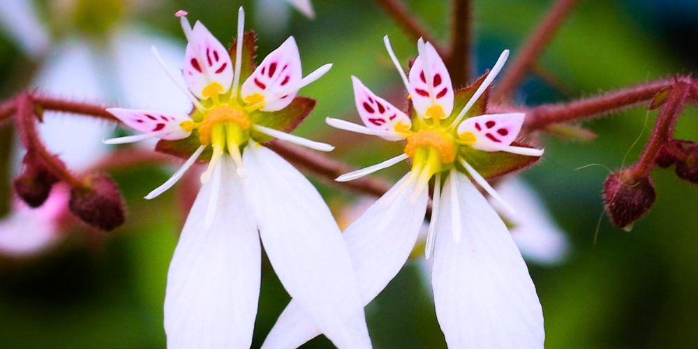 ユキノシタエキス